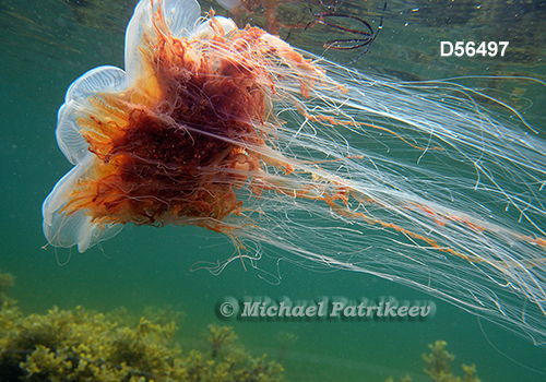 Lion's Mane Jellyfish (Cyanea capillata)